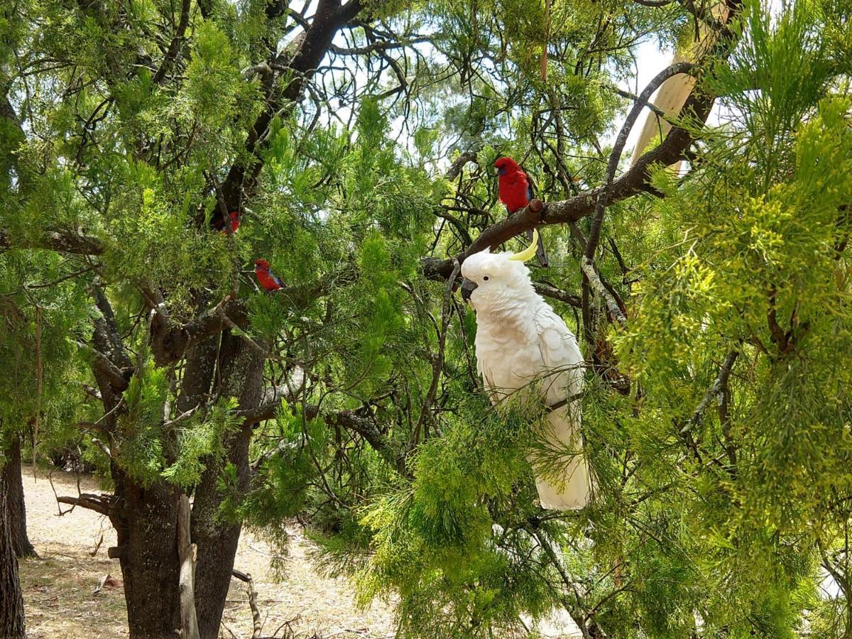Cockatoo Cabin Холс-Гэп Экстерьер фото